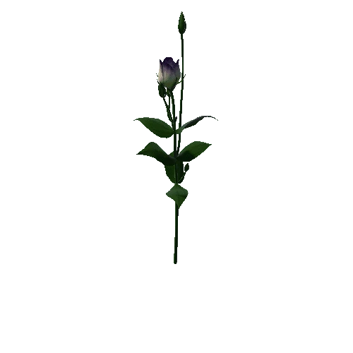 Flower Lisianthus1.0